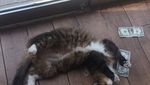 Lucu Banget! Kucing ini Kumpulkan Duit Buat Orang Miskin