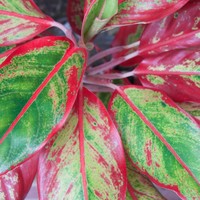 Chinese Evergreens. Tanaman ini cocok ditempatkan di kamar mandi untuk menghilangkan formaldehyde di udara, zat kimia pemicu kanker. Paling baik ditaruh di dekat shower atau pancuran mandi. Foto: Thinkstock