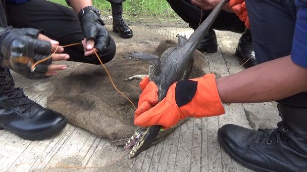 Aksi Petugas Damkar Tangkap Biawak 1 Meter Masuk yang Rumah Warga