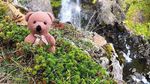 Foto: Teddy Bear yang Keliling Dunia