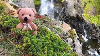 Keseruan Peep dibagikan dalam akun Instagramnya. Akun ini membagikan foto pertama kali pada 25 Oktober 2017 dengan 3.000 followers dengan jumlah postingan 38 foto. (teddybearabroad/Instagram)