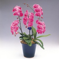 Anggrek Bulan selain mempercantik kamar, juga berfungsi membersihkan udara dengan mengeluarkan oksigen di malam hari. Foto: Thinkstock