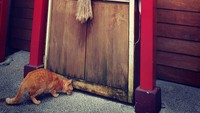 Kucing-kucing ini dengan mudah ditemukan di berbagai sisi desa (childish945/Instagram)