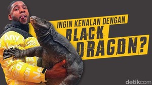 Black Dragon, Si 'Komodo' Hitam
