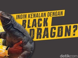 Black Dragon, Si 'Komodo' Hitam