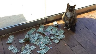 Lucu Banget! Kucing ini Kumpulkan Duit Buat Orang Miskin