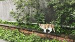 Foto: Ih Lucu, Desa Penuh Kucing di Taiwan