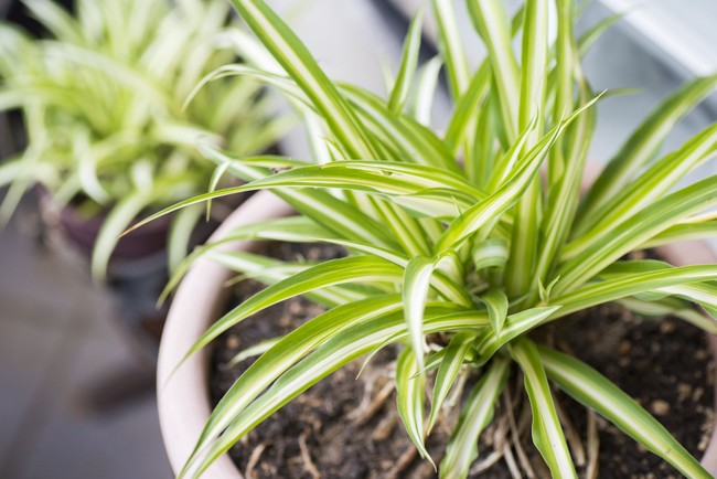 Spider Plant cocok ditaruh di ruang tamu atau keluarga. Tanaman ini bisa membantu membersihkan udara dari formaldehyde yang disebabkan asap knalpot dan tembakau. Selain itu tanaman ini juga membuat udara lebih lembap. Foto: Thinkstock