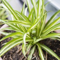 Spider Plant cocok ditaruh di ruang tamu atau keluarga. Tanaman ini bisa membantu membersihkan udara dari formaldehyde yang disebabkan asap knalpot dan tembakau. Selain itu tanaman ini juga membuat udara lebih lembap. Foto: Thinkstock