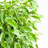 Benjamin Fig akan membersihkan udara dari zat-zat yang dikeluarkan dari produk lem dan deterjen. Foto: Thinkstock