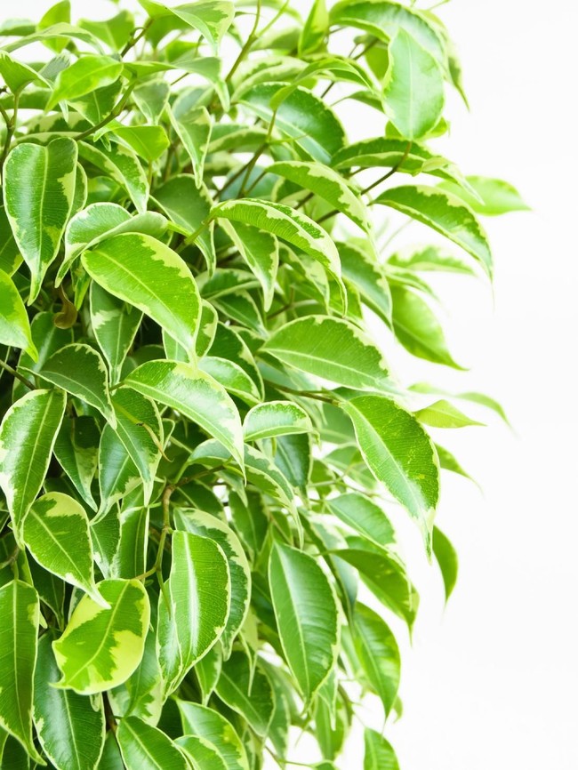 Benjamin Fig akan membersihkan udara dari zat-zat yang dikeluarkan dari produk lem dan deterjen. Foto: Thinkstock