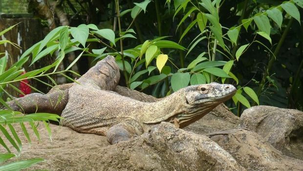 Liburan di Kosta Rika, Bisa Lihat Black Dragon