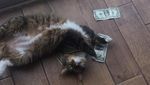 Lucu Banget! Kucing ini Kumpulkan Duit Buat Orang Miskin