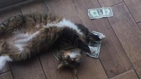 Uang tersebut pun coba diambil , namun langsung dikejar lagi oleh Whines. Istimewa/Berodpanda