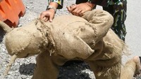 Saat diringkus, pengakuan pria ini berubah-ubah. Awalnya mengaku mendapat bisikan, setelah itu dia mengaku ingin berteman dengan polisi. Pria itu lalu mengubah lagi pengakuan dengan mengatakan ingin mengadu masalah keluarganya.