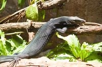 Black Dragon (backwaterreptiles.com)