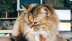 Foto: Ih Lucu, Desa Penuh Kucing di Taiwan