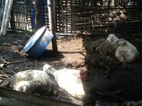 Diduga Ulah Anjing Liar, 6 Kambing Mati Mendadak di Probolinggo