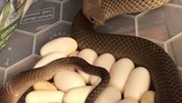 Seorang penangkap ular di Adelaide mendapat laporan soal ular di bawah kulkas sebuah rumah. Ketika akhirnya didatangi, ternyata ular mematikan itu sedang hamil (via ABC)