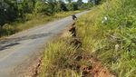 Ada Gempa, Jalan Trans Papua Retak-retak
