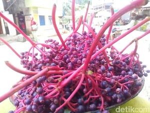 Parijoto dan Alkesa, 2 Buah Eksotis dan Unik dari Jawa Tengah