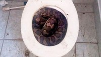 Relawan penangkap ular di Townsville, Australia mendapat laporan soal ular yang bergelung di toilet. Saat didatangi, begini penampakan ularnya (via ABC)