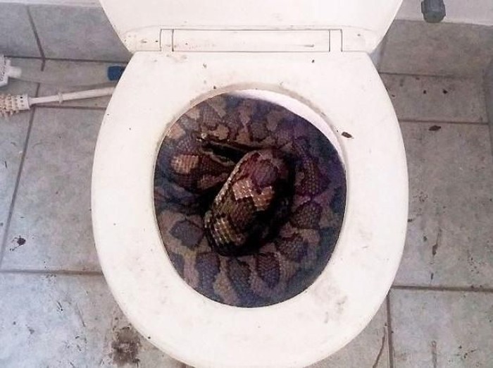 Ular di toilet (via ABC)