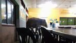 Penampakan Gajah yang Tiba-tiba Nyelonong di Kantin Sekolah