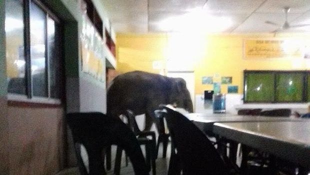 Penampakan gajah di kantin SMK Telupid
