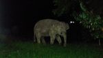 Penampakan Gajah yang Tiba-tiba Nyelonong di Kantin Sekolah