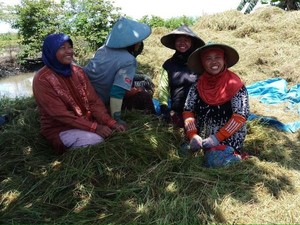 Kementan Minta Bulog Segera Serap Gabah Petani