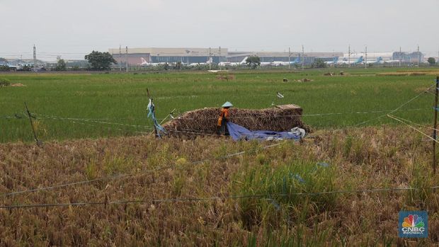 Buruh tani padi memanen padi diKawasan persawahan Primeter Selatan, Tangerang, Banten, Kamis (1/3/2018). Badan Pusat Statistik (BPS) mencatat harga rata-rata Gabah Kering Panen (GKP) di tingkat petani sebesar Rp 5.207,00 per Kg atau turun 3,84 persen dan di tingkat penggilingan Rp 5.305,00 per Kg di Februari 2018. (CNBC Indonesia/Muhammad Sabki)