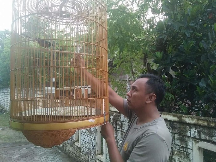 Inspiratif! Warga Lelang Murai Kesayangan Demi Bantu Lansia