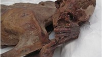 Tato tampak di bagian tangan kanan mumi tersebut (Foto: Dok. British Museum)