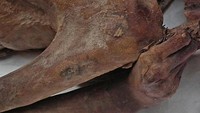 Dikutip dari BBC, Kamis (1/3/2018), para peneliti menemukan tato tertua di dunia dari 2 mumi berusia 5000 dari Mesir. (Foto: Dok. British Museum)