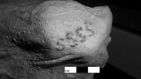 Tato dengan 4 bentuk huruf S tampak di bahu kanan mumi perempuan (Foto: Dok. British Museum)