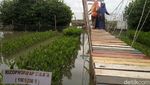 Foto: Hutan Mangrove Kekinian di Demak