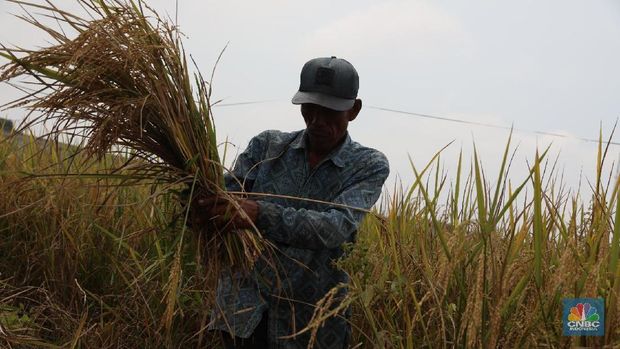 Buruh tani padi memanen padi diKawasan persawahan Primeter Selatan, Tangerang, Banten, Kamis (1/3/2018). Badan Pusat Statistik (BPS) mencatat harga rata-rata Gabah Kering Panen (GKP) di tingkat petani sebesar Rp 5.207,00 per Kg atau turun 3,84 persen dan di tingkat penggilingan Rp 5.305,00 per Kg di Februari 2018. (CNBC Indonesia/Muhammad Sabki)