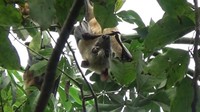 Dari bentuk fisiknya, kelelawar yang ada di dusun ini terbilang langka dan jauh berbeda dengan jenis kelelawar yang juga hidup berdampingan dengan warga di kota Soppeng, Sulawesi Selatan. Kelelawar ini, memiliki bulu putih di dadanya. Beberapa peneliti baik dari lokal maupun mancanegara sudah pernah datang ke dusun itu. Mereka penasaran dengan jenis kelelawar itu yang ada di dusun ini, karena jenisnya hanya bisa ditemukan di daerah Amerika Latin. 
