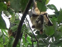 Fakta-fakta Luar Biasa tentang Kelelawar