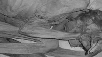 Mumi perempuan memiliki tato yang bisa menunjukkan status, keberanian dan pengetahuan magis (Foto: Dok. British Museum)