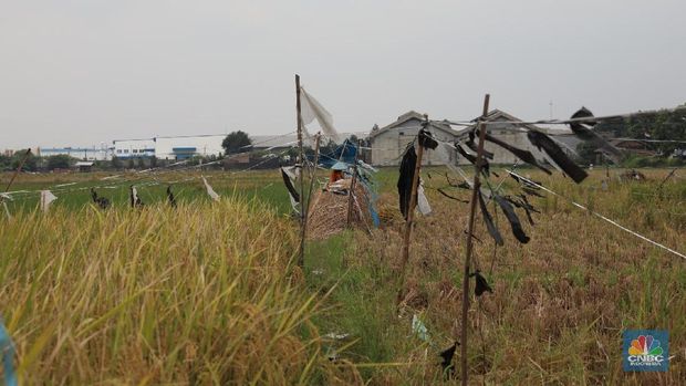 Harga Gabah Tingkat Petani Turun 3,84 Persen Buruh tani padi memanen padi diKawasan persawahan Primeter Selatan, Tangerang, Banten, Kamis (1/3/2018). Badan Pusat Statistik (BPS) mencatat harga rata-rata Gabah Kering Panen (GKP) di tingkat petani sebesar Rp 5.207,00 per Kg atau turun 3,84 persen dan di tingkat penggilingan Rp 5.305,00 per Kg di Februari 2018. (CNBC Indonesia/Muhammad Sabki)