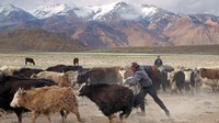 Mata pencaharian di Pamir masih tradisional. Yaks, serta hewan lain seperti kambing dan domba, adalah hewan yang sangat penting bagi keberlangsungan hidup penduduk desa, karena memberi mereka daging untuk dimakan dan dijual (BBC Travel)