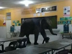 Bagai Jumanji! Saat Gajah, Babi Hutan, dan Sapi Nyelonong Masuk Kota