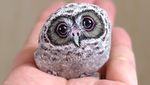 Cute! Hewan-hewan Kecil Ini Terbuat dari Batu