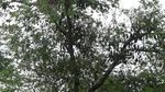 Foto: Kampung Batman di Maros, Ribuan Kelelawar Akur dengan Manusia