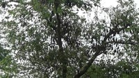 Sudah lebih dari 40 tahun, warga Dusun Parang Tinggia, Sulawesi Selatan, hidup rukun berdamping dengan puluhan ribu ekor kelelawar yang bergelantungan di setiap pohon. Uniknya, tak satupun kelelawar yang merusak, apa lagi memakan tumbuhan seperti pisang dan mangga yang ditanam oleh warga.