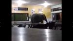 Penampakan Gajah yang Tiba-tiba Nyelonong di Kantin Sekolah