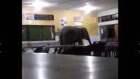 Kepala Polisi Beluran Supt V Shinavananthan mengatakan insiden gajah masuk ke permukiman warga bukan kali ini saja terjadi. Satu hari sebelumnya, kawanan gajah berjumlah 10 ekor masuk ke kantor polisi di Distrik Telupid, Sabah.