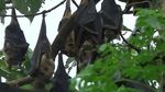 Foto: Kampung Batman di Maros, Ribuan Kelelawar Akur dengan Manusia